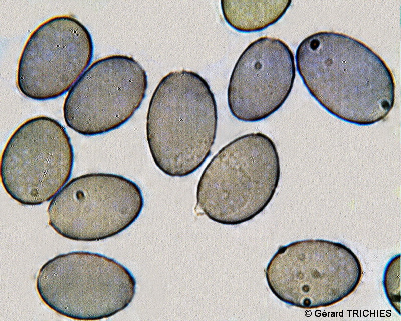 Petites plaques feutres (Xylobolus frustulatus)